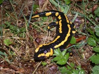 Salamandre tachetée ©S. Cotto/ Pierre et Nature