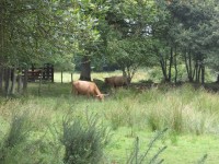 Les landes de Jaunousse ©FX Duponcheel / ABC