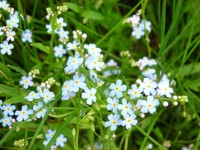 Myosotis scorpioides -  Myosotis des marais  ©O. Montreuil / EF Etude