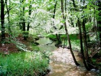 Cours d'eau naturel diversifié ©M. JULITA / SI Haut Couesnon