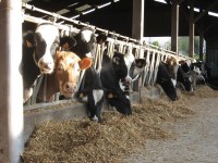 Vaches laitières de race Prim Holstein ©FX Duponcheel / ABC