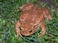 Crapaud commun femelle    ©S. Cotto/ Pierre et Nature